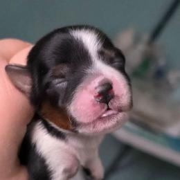 Nelli - Black tan and white female Biewer Terrier puppy in Brilliant, Ohio from ORBiT Ohio River Biewer Terriers