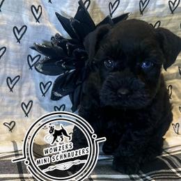 Yellow Collar - Black female Miniature Schnauzer puppy in Conroe, Texas from Wowzers Mini Schnauzers