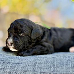 Cider - green collar - Tri-color male Bernedoodle puppy in Highland, Utah from Angel Pups Deluxe