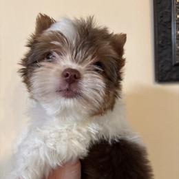 Tiny - Chocolate, tan and white male Yorkshire Terrier puppy in Georgia from Berggipfel Yorkies
