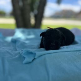Moose - Black male Bouvier des Flandres puppy in Buffalo, Missouri from Noble Bouviers