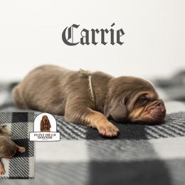 Carrie - Liver and tan female Bloodhound puppy in Wamego, Kansas from Flint Hills Hounds