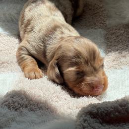 Chip - Dapple male Dachshund puppy in Casper, Wyoming from Daisy's Doxies & Doodles