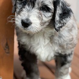 Bordoodles and Poodles from Hillside Farm