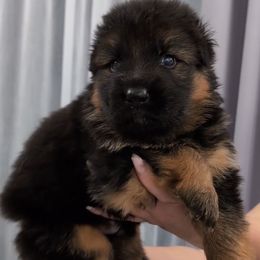 Male 3 - Black and tan male German Shepherd puppy in Lexington, Virginia from Buffelbach Farmstead Shepherds