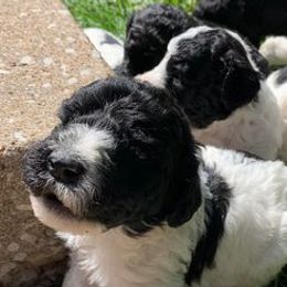 Poodles from Doraida Clarke's Standard Poodles