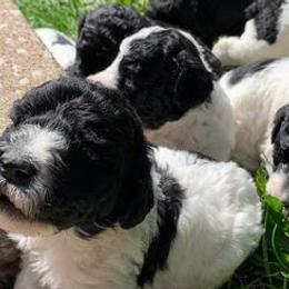 Poodles from Doraida Clarke's Standard Poodles