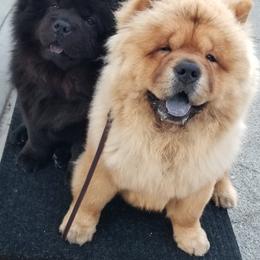 Chow Chow All Grown Up from Kew Chows