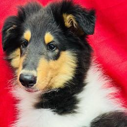 Roy - Black white and tan male Collie puppy in Groveland, Florida from Palmhaven Collies