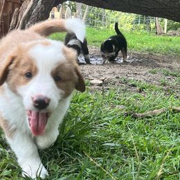 English Shepherd Puppies from LiquidMoon English Shepherds