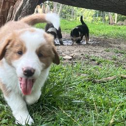 English Shepherd Puppies from LiquidMoon English Shepherds