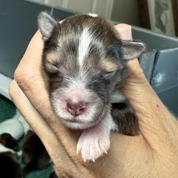 Sable Boy 1 - Sable and white male Shetland Sheepdog puppy in Windsor, Colorado from Shirehill Shelties