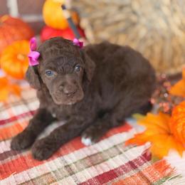Wish - Brown female Poodle puppy in Lavonia, Georgia from Peach Blossom Kennels