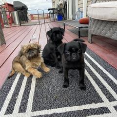 Brussels Griffon All Grown Up from Gold Country Griffs
