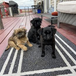 Brussels Griffon All Grown Up from Gold Country Griffs