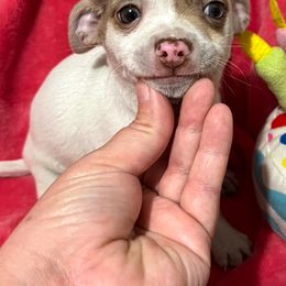 Franny's boy 1 - Cream and white male Chihuahua puppy in Illinois from Briarwood Farm