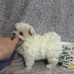 Maltese and Siberian Husky Puppies from Karst Tiny Paws Kennel