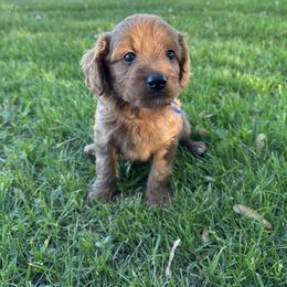 Boy 1 - Blue - Red  male Goldendoodle puppy in Luana, Iowa from Country View Bernedoodles and Goldendoodles