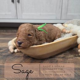 Green - Red  male Goldendoodle puppy in West Chester, Ohio from Doodles of West Chester