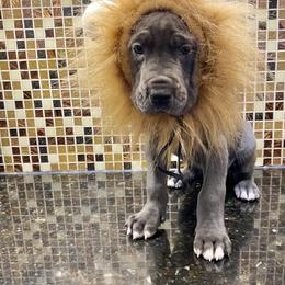 Great Dane Puppies from Sand Mountain Danes LLC