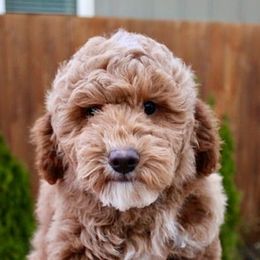 Poodles from Highland View Hills - Mini Poodles