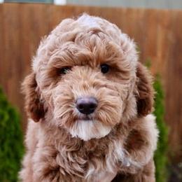 Poodles from Highland View Hills - Mini Poodles