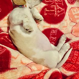 Dachshund Puppies from HP Dachs