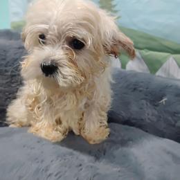 Mario - Apricot male Maltipoo puppy in Neosho, Missouri from Cooley's Cuddle Pups