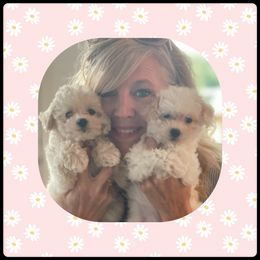 Maltipoo, Poodle, and Shichon Puppies from Family Teddy Bears
