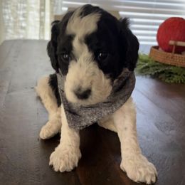 Goldendoodles from DoodlePoodle+Co