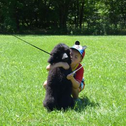 Poodle Puppies from D and D Standard Poodles