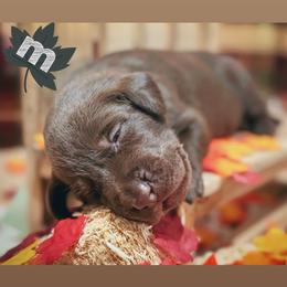 Black Male - Chocolate male Labrador Retriever puppy in Carrollton, Virginia from Southern Heritage Retrievers