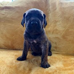 Brutus - Brindle male Great Dane puppy in Jerusalem, Arkansas from Mara Danes
