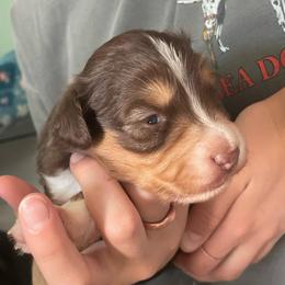 Teddy - Red tri-color male Miniature American Shepherd puppy in Colorado Springs, Colorado from Valkyrie Adventures