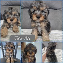 Gouda - Merle male Cockapoo puppy in Zanesville, Ohio from Southtown Doodles LLC