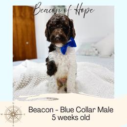 Beacon - Parti male Goldendoodle puppy in Montgomery, Texas from Dacus Doodles