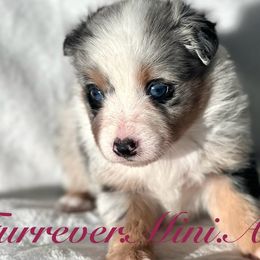 Girl 1 - Blue merle Miniature Australian Shepherd puppy in Visalia, California from Furrever.Mini.Aussies.llc