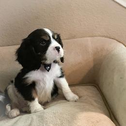 Cavalier King Charles Spaniel Puppies from Heaven Sent Cavaliers