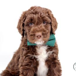 Mr Green - Liver and white male Springerdoodle puppy in Kendall, New York from Family Raised Doodles