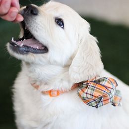 Golden Retriever puppies from Dandelion Meadows Farm