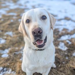 Sage - Labrador Retriever