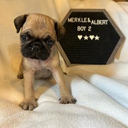 Boy 2 - Fawn male Pug puppy in Norborne, Missouri from Pug Palace