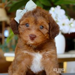 Aura - Sable female Bernedoodle puppy in Salado, Texas from Red Ranch Dogs