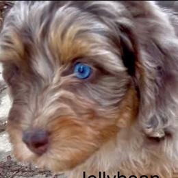 Aussiedoodles, Australian Shepherds, Dachshunds, and Miniature Australian Shepherds from Bline’s Awesome Aussies & Doxies at the Bline Family Farm