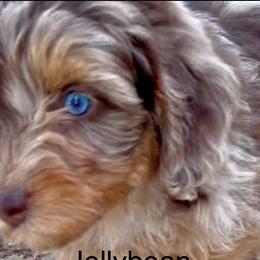 Aussiedoodles, Australian Shepherds, Dachshunds, and Miniature Australian Shepherds from Bline’s Awesome Aussies & Doxies at the Bline Family Farm