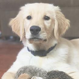 Golden Retrievers from E&M Goldens