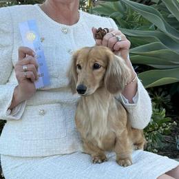 Dachshunds from Aradox Show Dogs