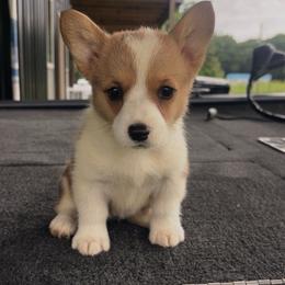 Pink Collar - Red female Pembroke Welsh Corgi puppy in Boaz, Alabama from Brumblow’s Kennel