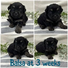 Balsa - Black and tan male Havanese puppy in Manteca, California from Once Upon A Havanese