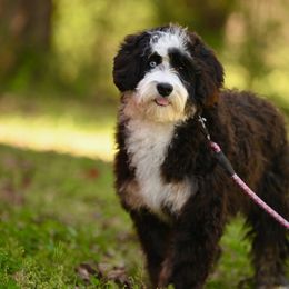 Rosey - Bernedoodle